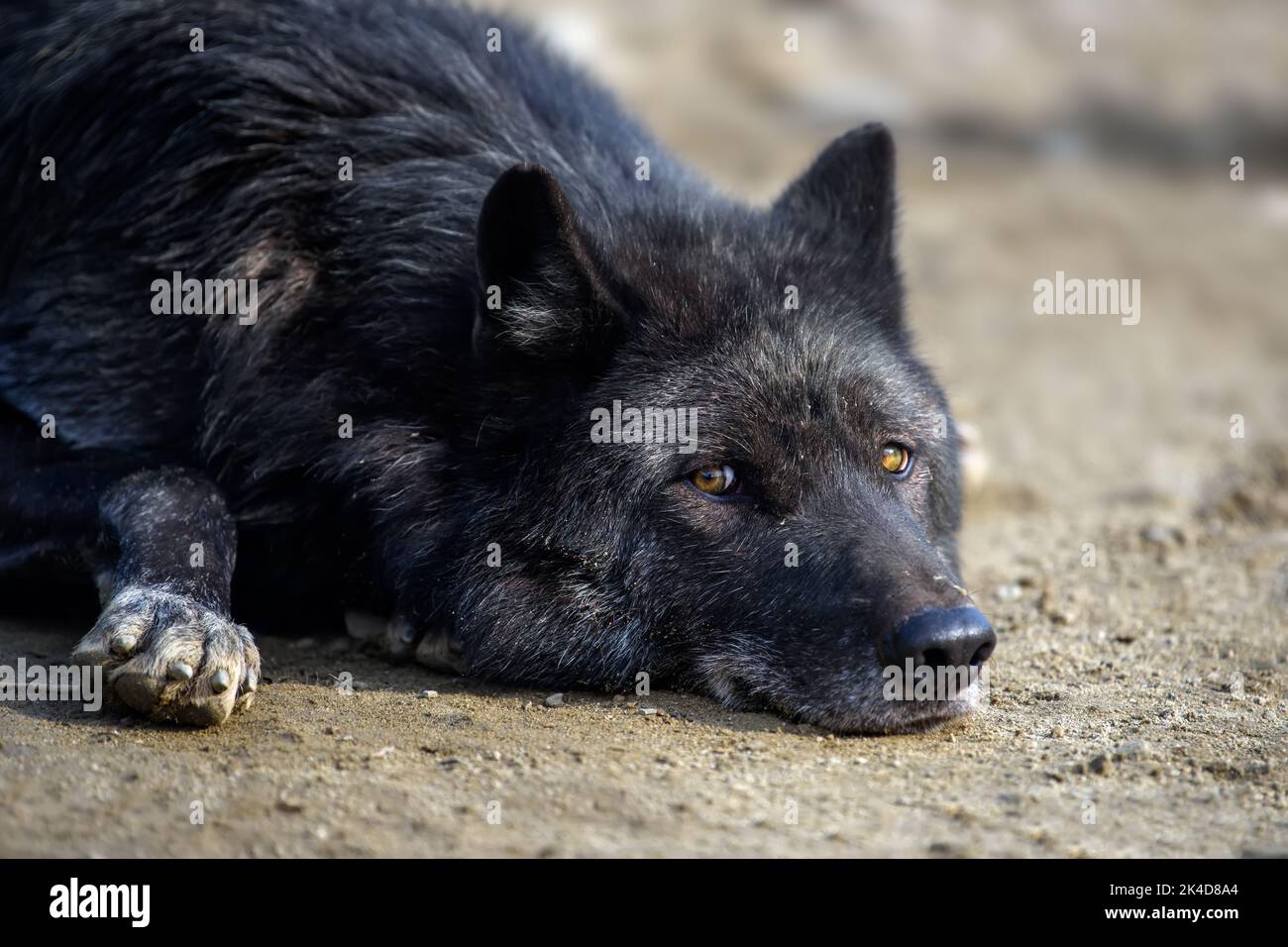 Black wolf sleep in forest. Wildlife scene from nature. Wild animal in the natural habitat Stock Photo