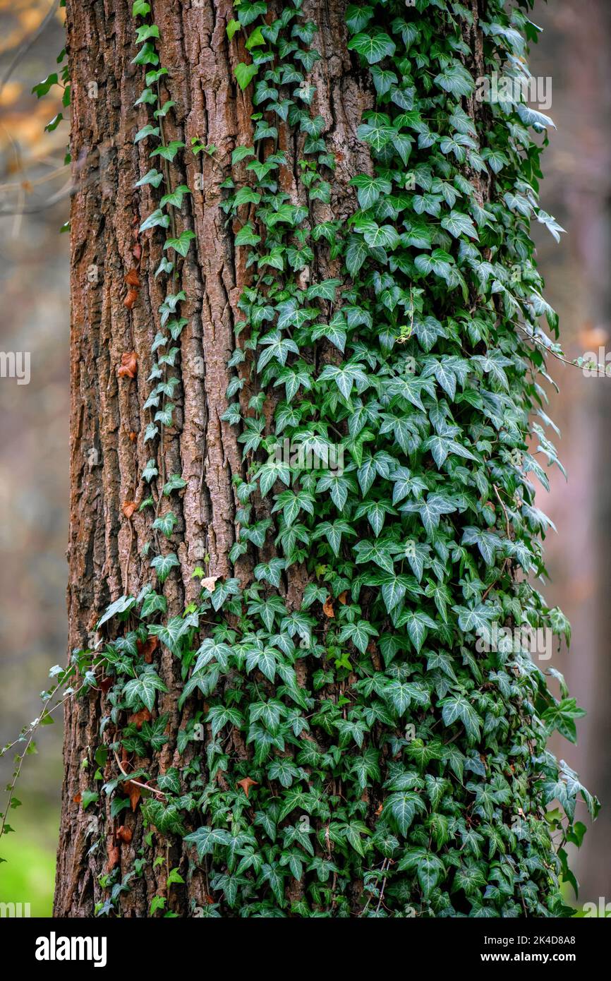 Close up Ivy growing on old big tree Stock Photo