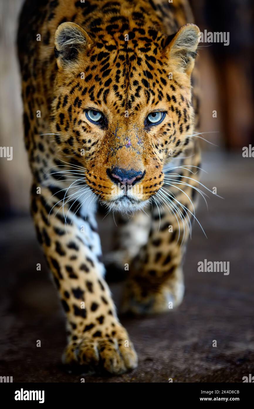 Close up beautiful big leopard isolated on black background Stock Photo