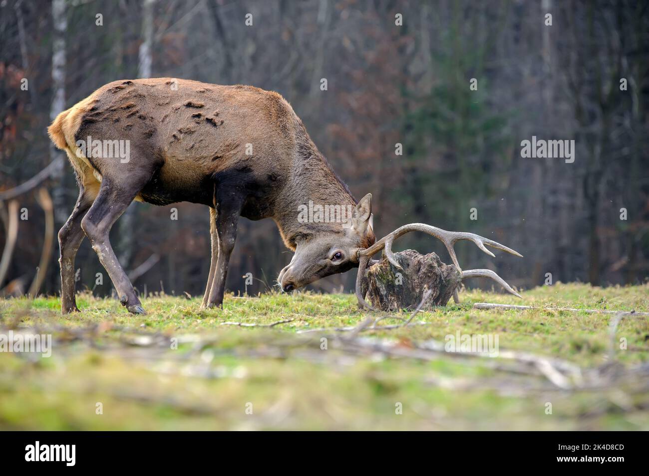 Majestic red deer stag in forest with big horn playing with the root of a tree. Animal in nature habitat. Big mammal. Wildlife scene Stock Photo