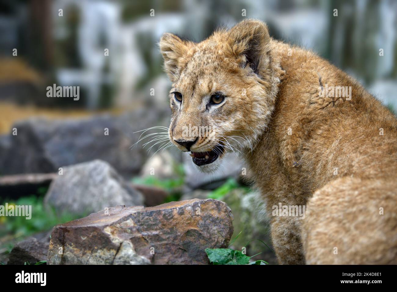 Close up lion cub portrait. Wildlife scene from nature. Wild animal in the natural habitat Stock Photo