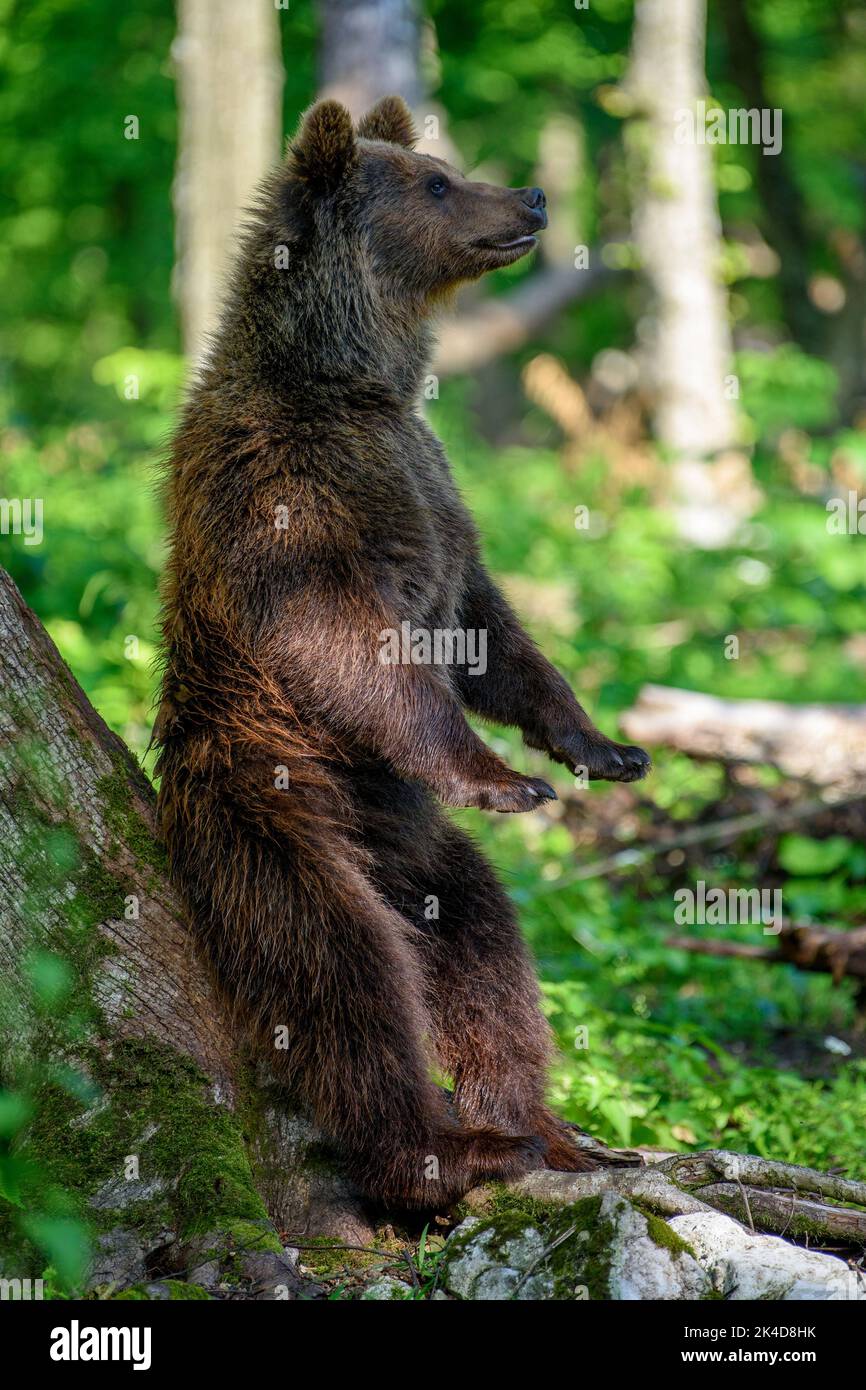Wild Brown Bear (Ursus Arctos) in the summer forest. Animal in natural habitat. Wildlife scene Stock Photo