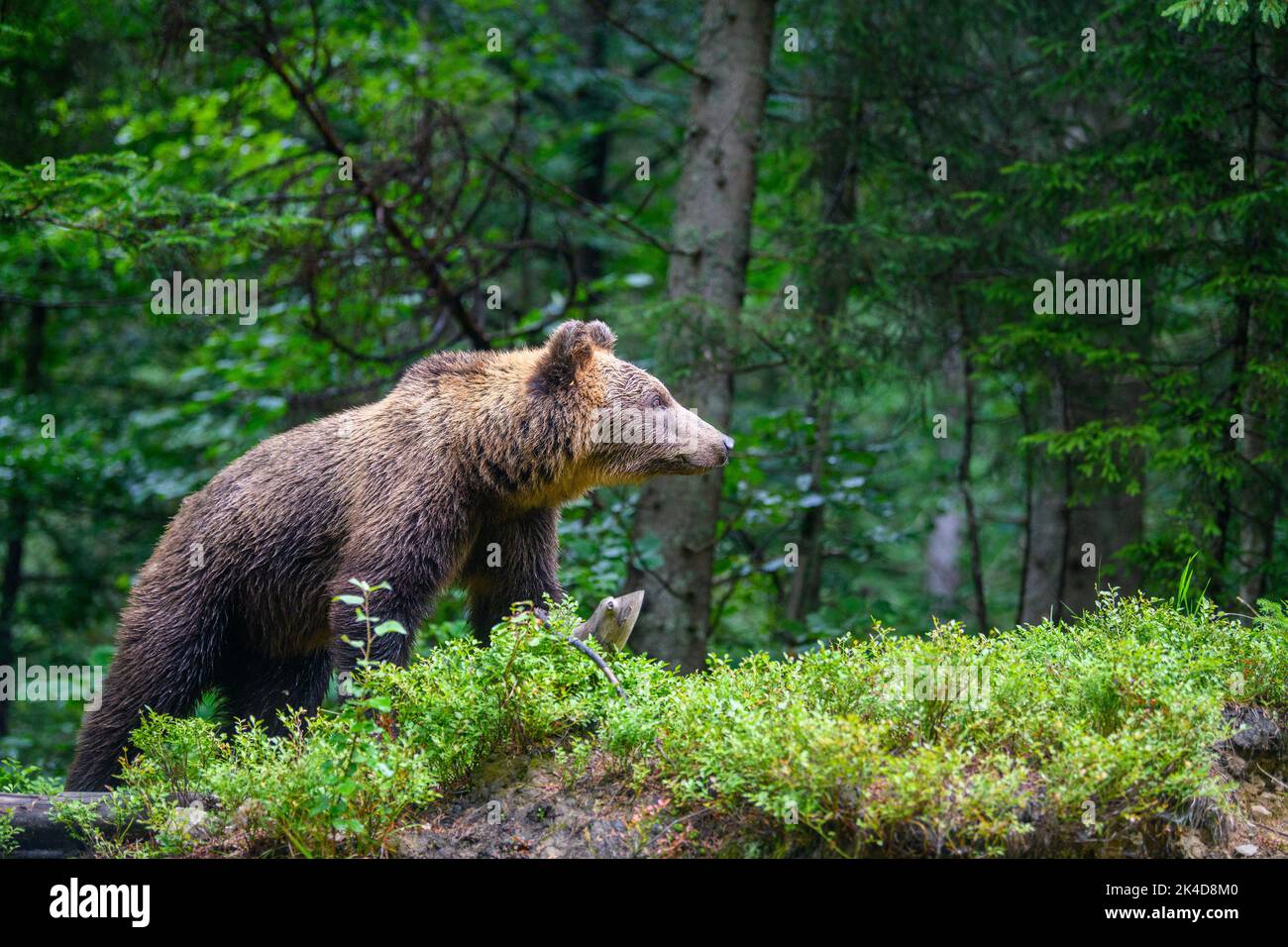 Wild Brown Bear (Ursus Arctos) in the summer forest. Animal in natural habitat. Wildlife scene Stock Photo