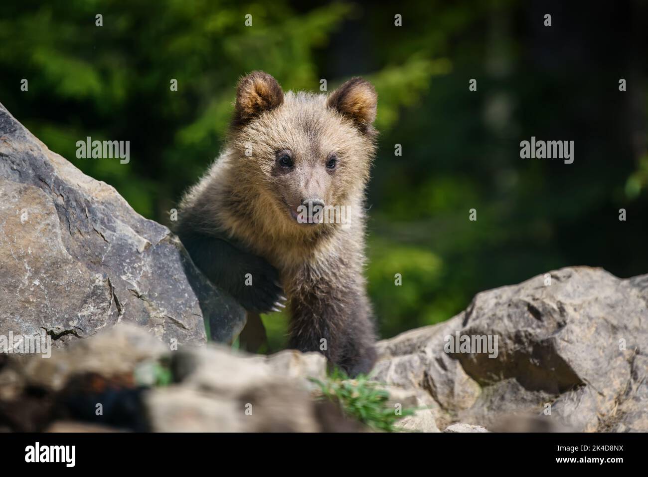 Young brown bear cub in the forest. Wild animal in the nature habitat Stock Photo