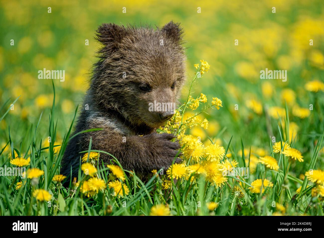Close young brown bear cub in the meadow with yellow flowers. Wild animal in the nature habitat Stock Photo