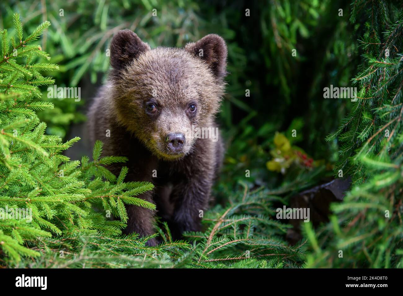 Young brown bear cub in the forest with pine branch. Wild animal in the nature habitat Stock Photo