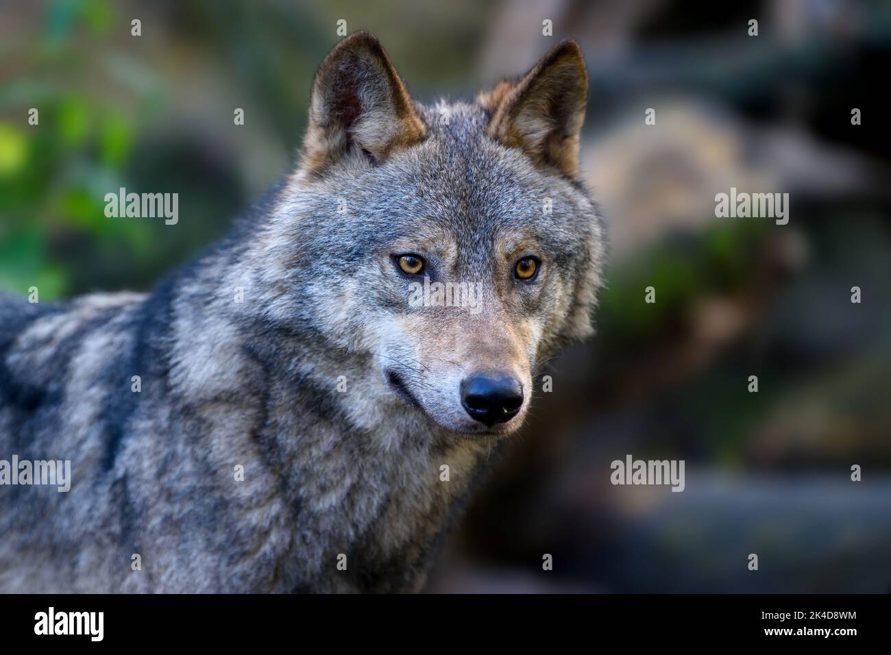 Wolf in autumn forest. Wildlife scene from nature. Wild animal in the natural habitat Stock Photo