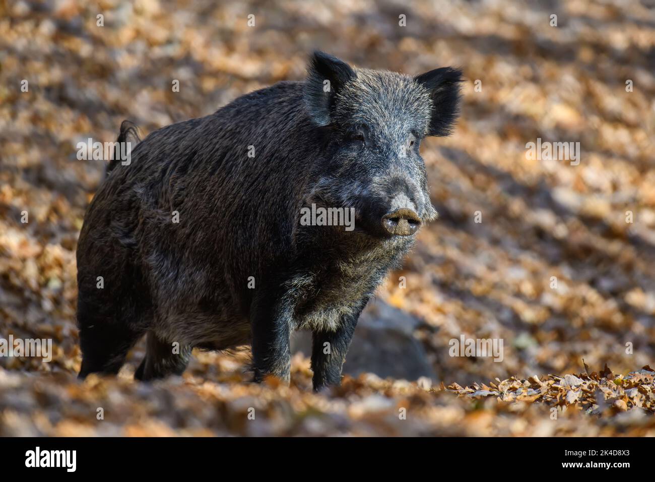 Close two wild boar in autumn forest. Wildlife scene from nature Stock Photo