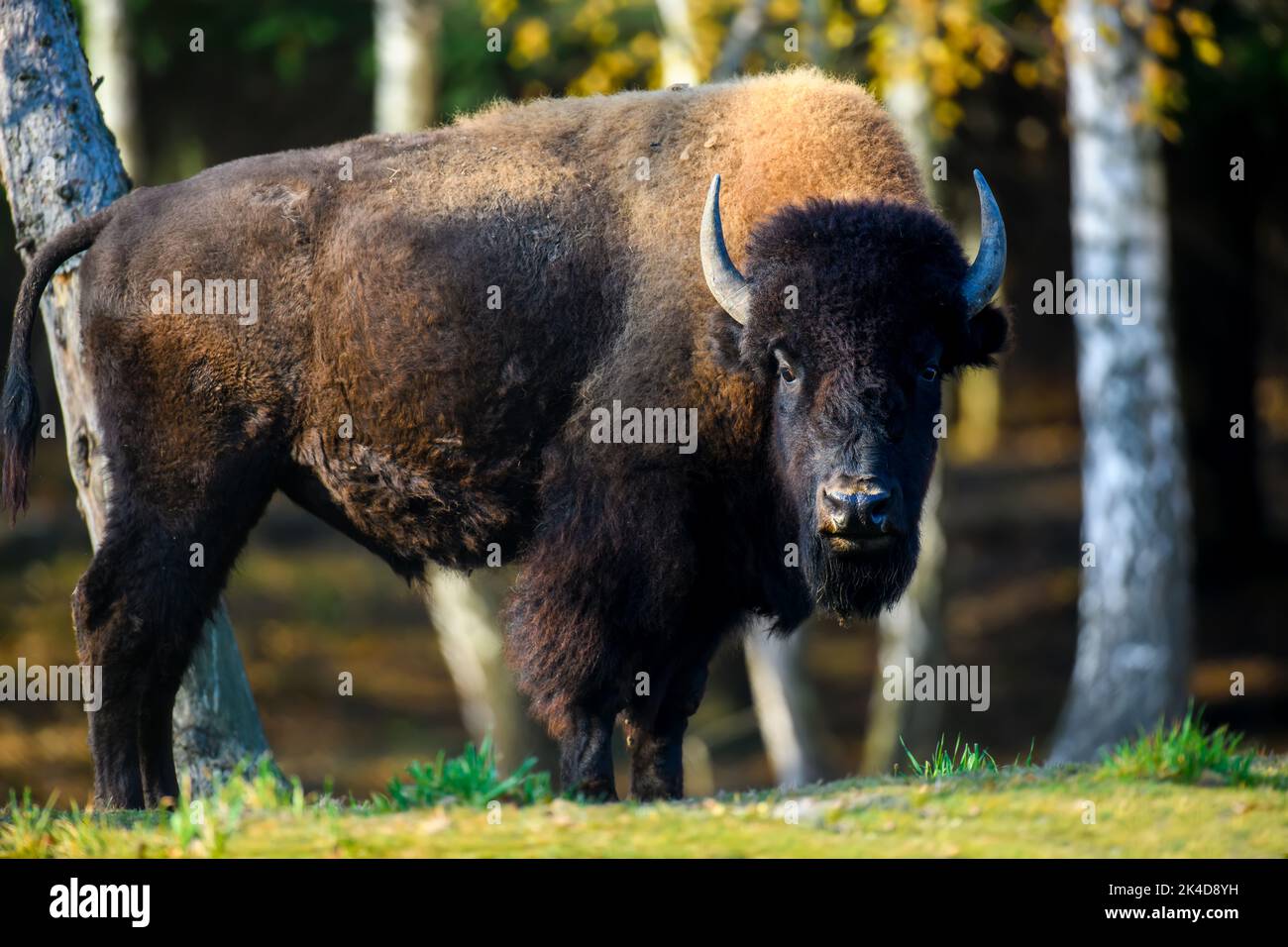 Wild adult Bison in the autumn forest. Wildlife scene from nature. Wild animal in the natural habitat Stock Photo