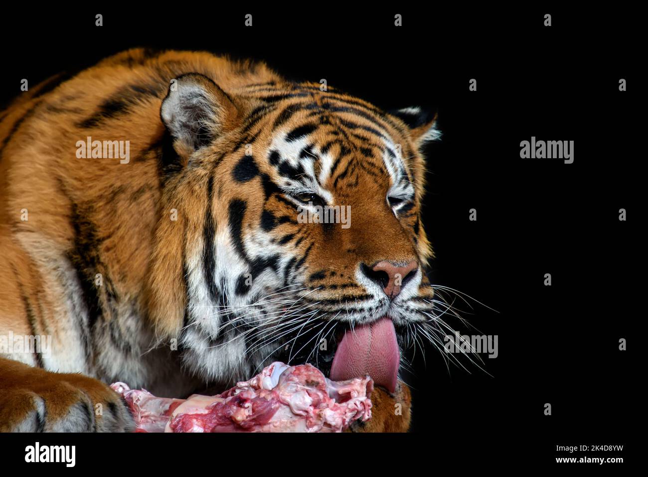 Close aduct Tiger eating meat on black background Stock Photo