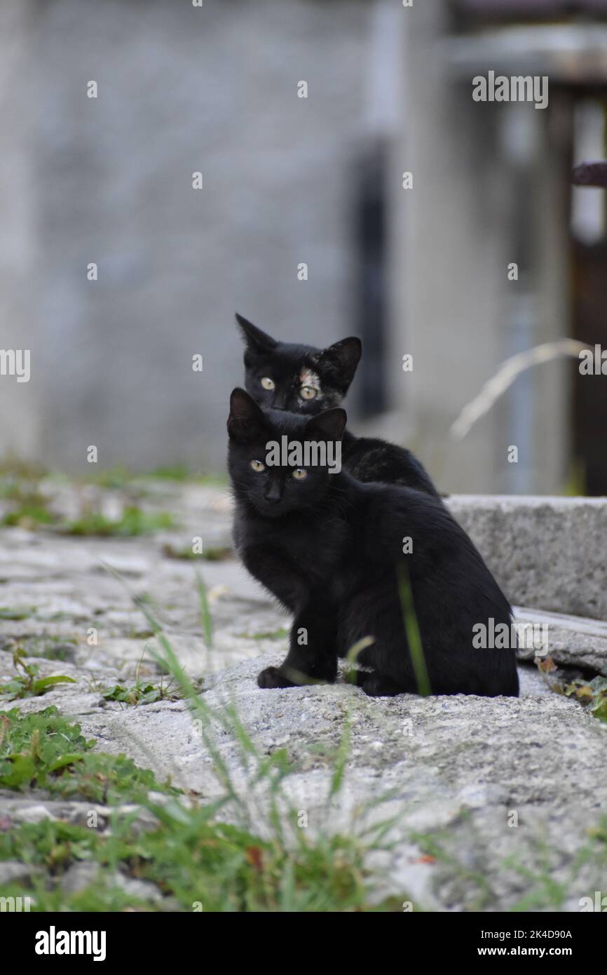 A vertical shot of two black cats Stock Photo - Alamy
