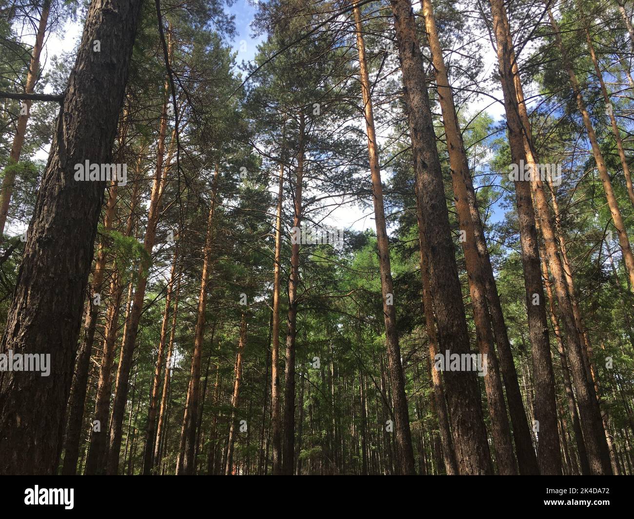 Pine trees low angle shot hi-res stock photography and images - Alamy