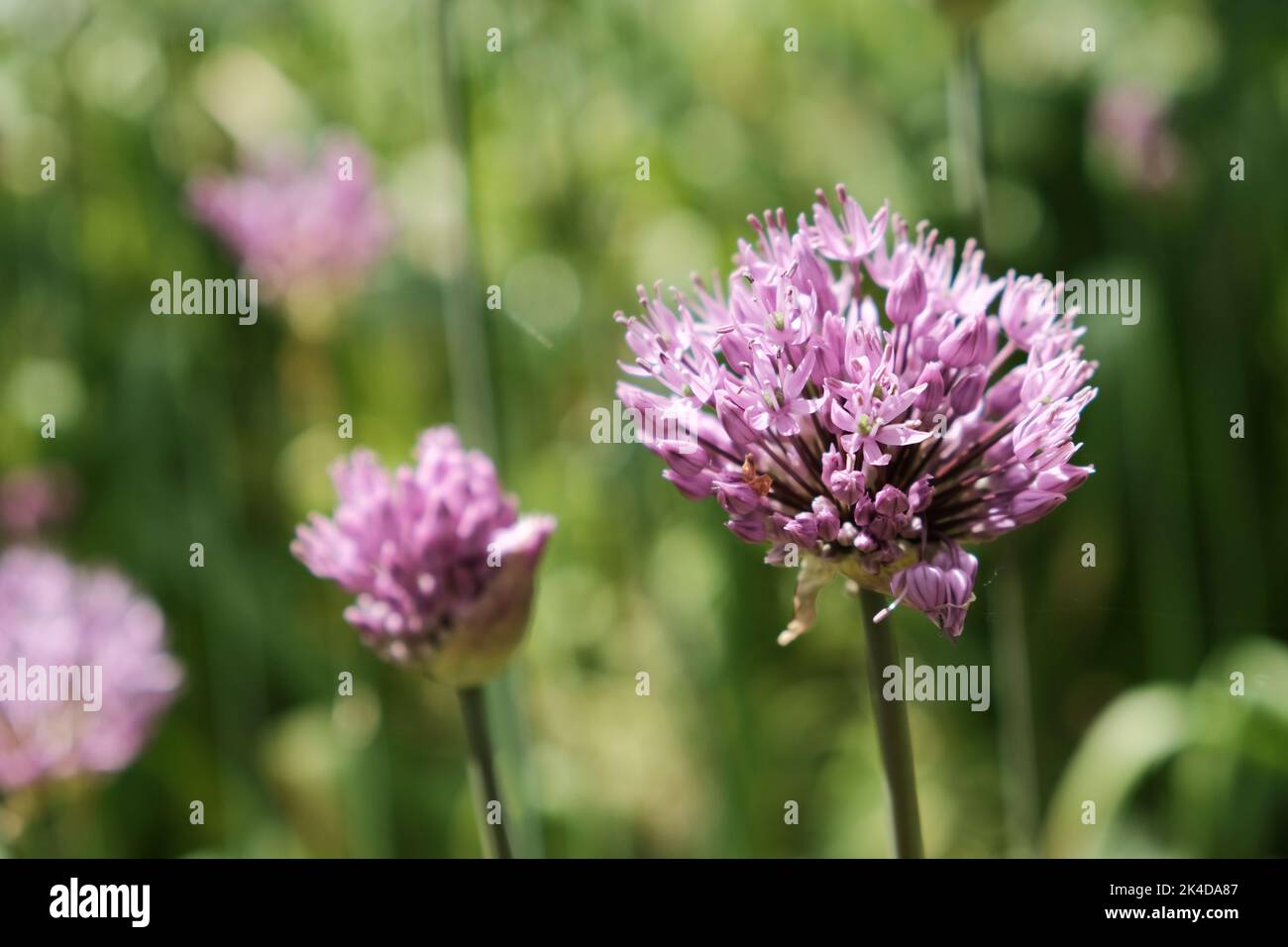 A selective focus of an Allium montanum flower growing in a meadow Stock Photo