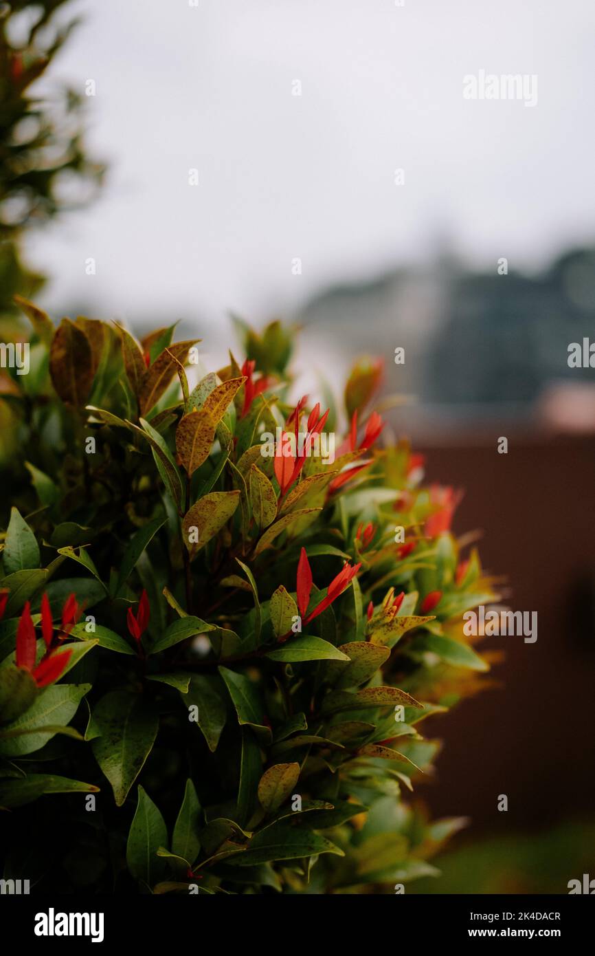 Closeup shot photinia shrub hi-res stock photography and images - Alamy