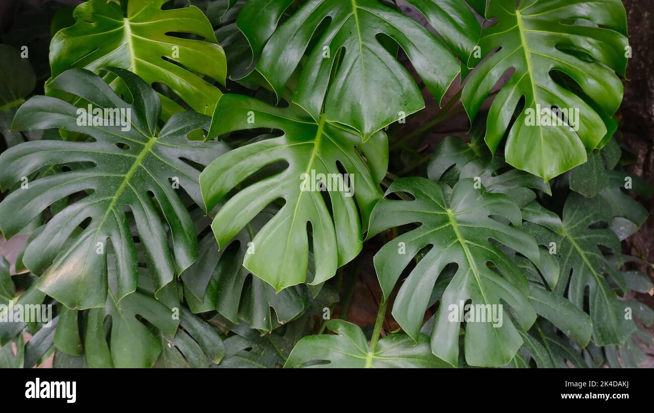 A closeup of tropical Swiss cheese plant or splitleaf philodendron (Monstera deliciosa Liebm
