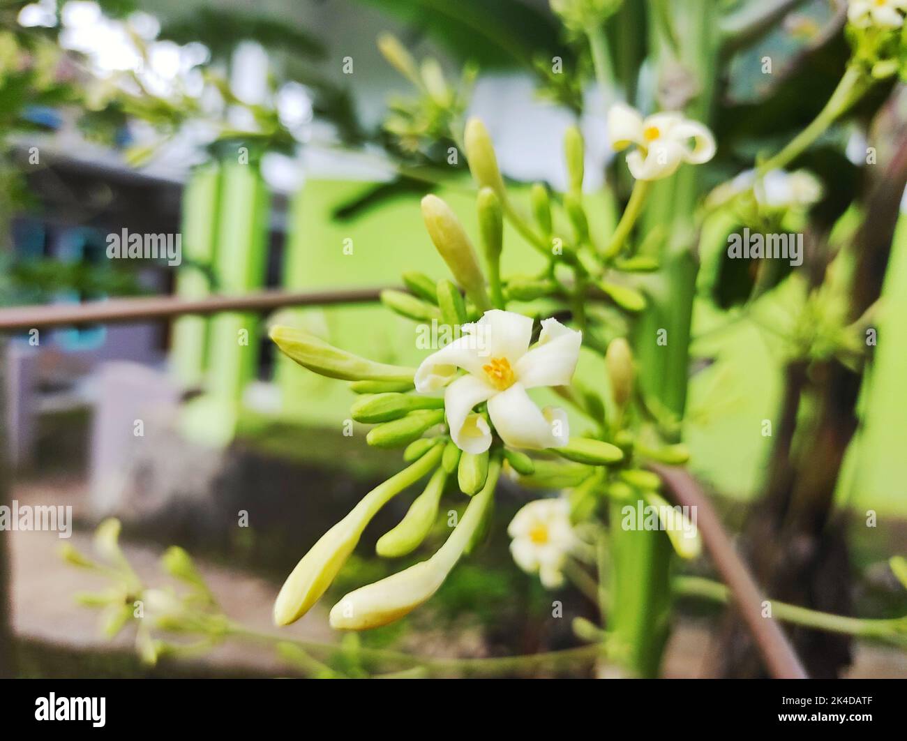 Beautiful Papaya flowers and buds. Papaya flower or pawpaw flower are