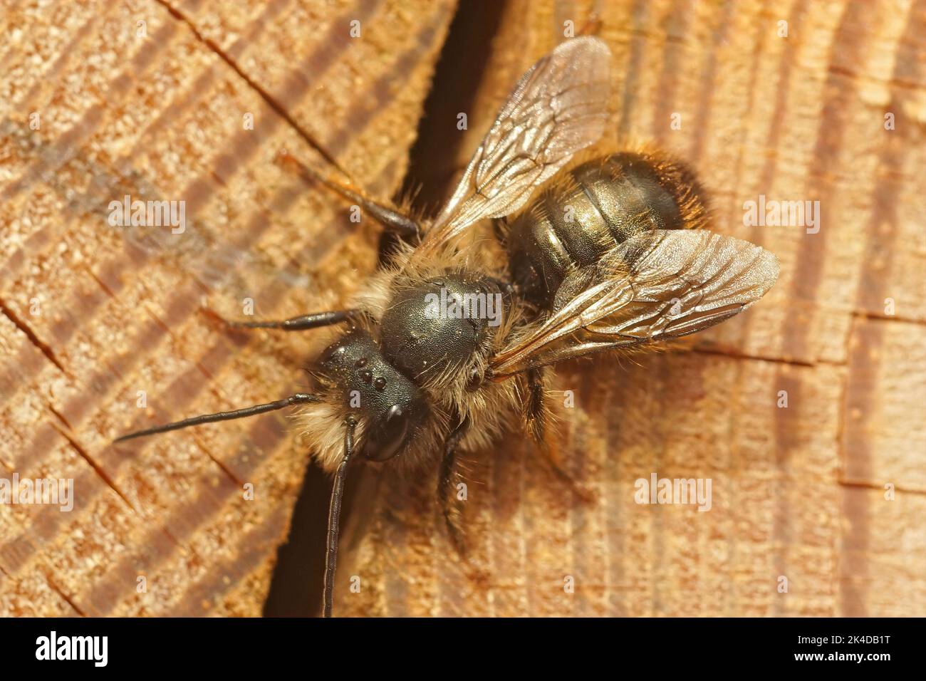 Closeup on a hairy male European orchard horned mason bee, Osmia