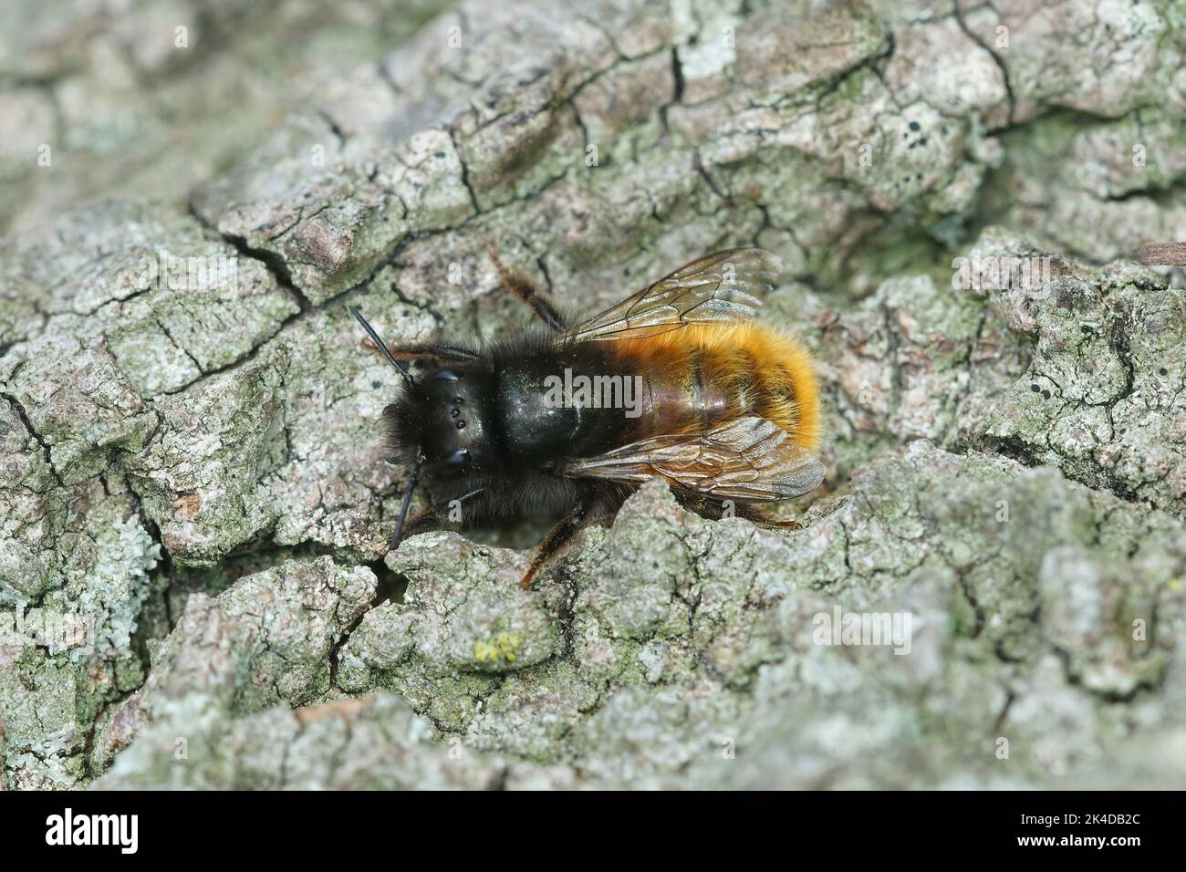 Closeup on a hairy female European orchard horned mason bee, Osmia