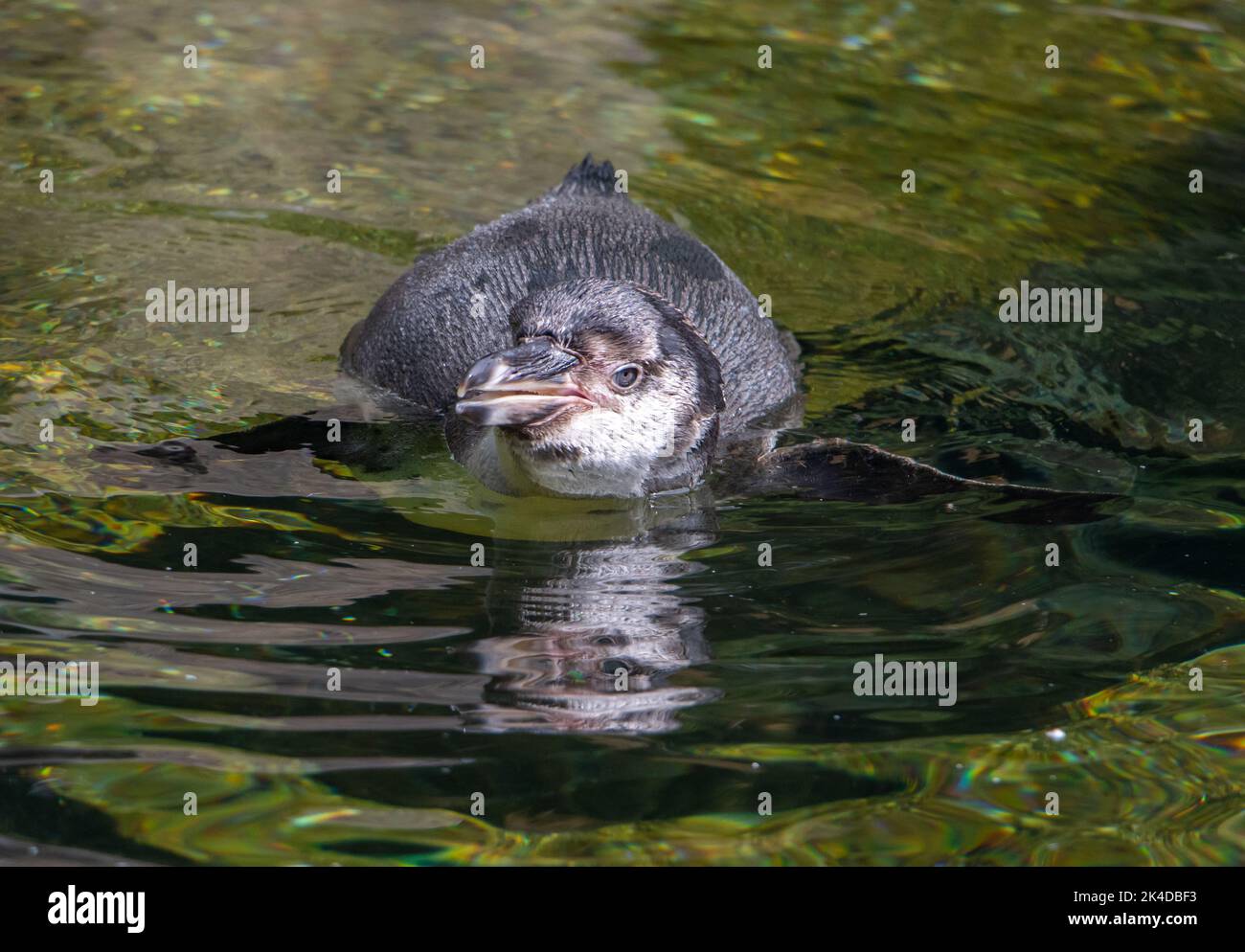 The Humboldt penguin (Spheniscus humboldti) swim in a water Stock Photo