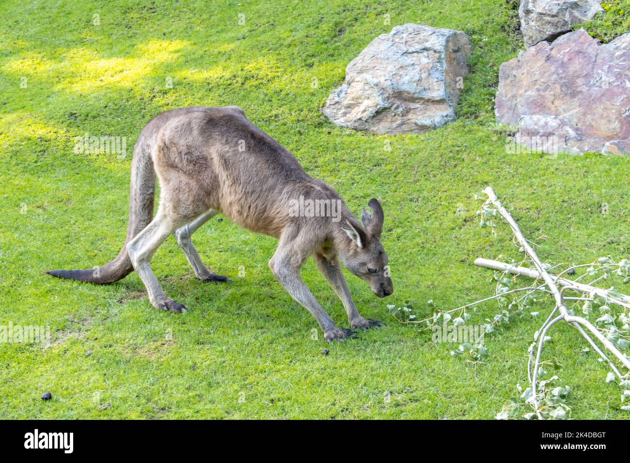 A Eastern Grey Kangaroo (Macropus Giganteus) walk on a green meadow Stock Photo