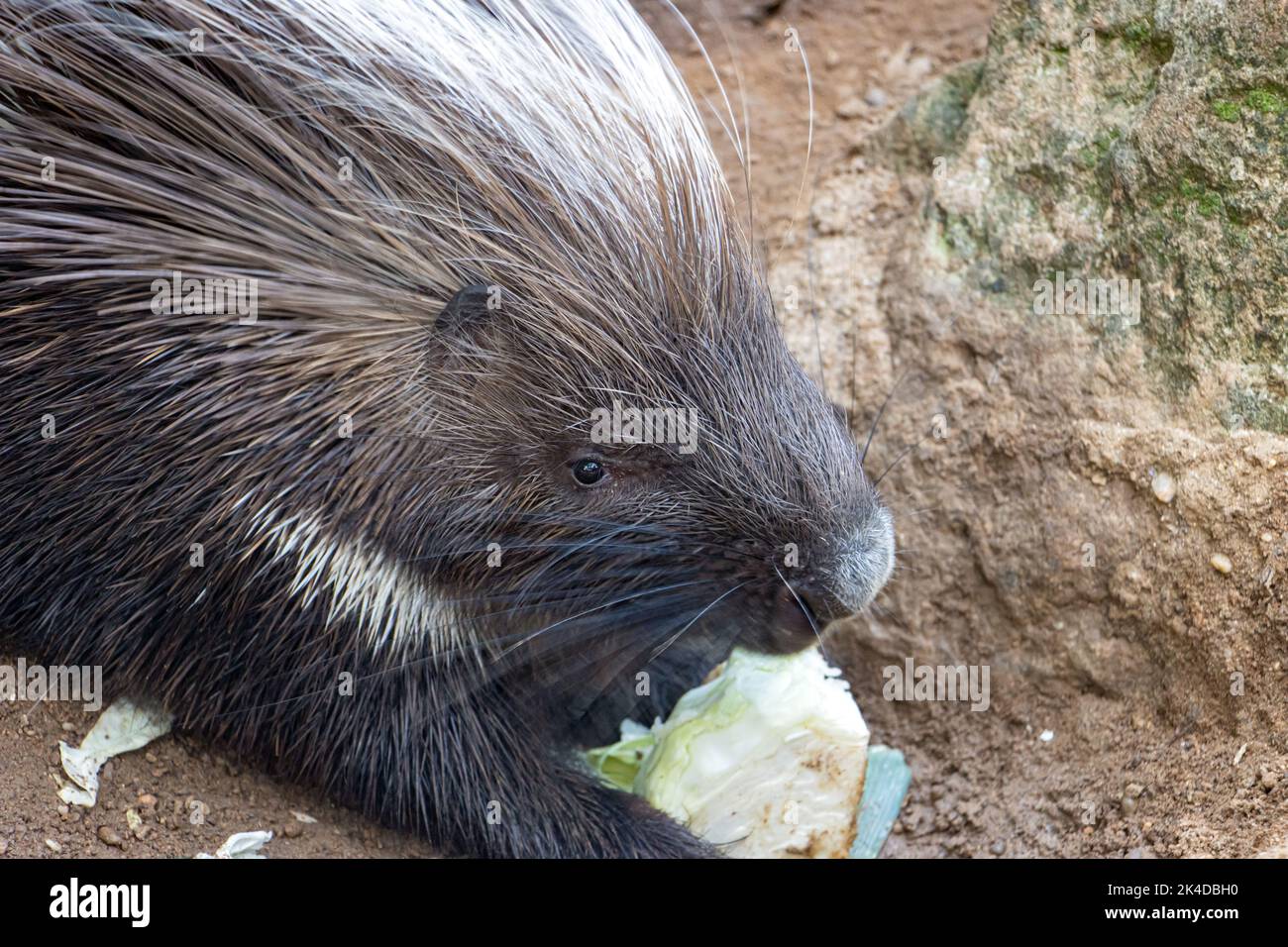 The cape porcupine (hystrix africaeaustralis) feeds on vegetables Stock Photo
