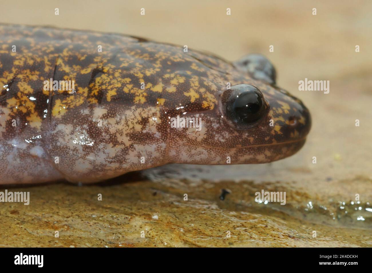 Closeup on a colorful Japanese Hida streamside salamander, Hynobius kimurae sitting on a stone Stock Photo