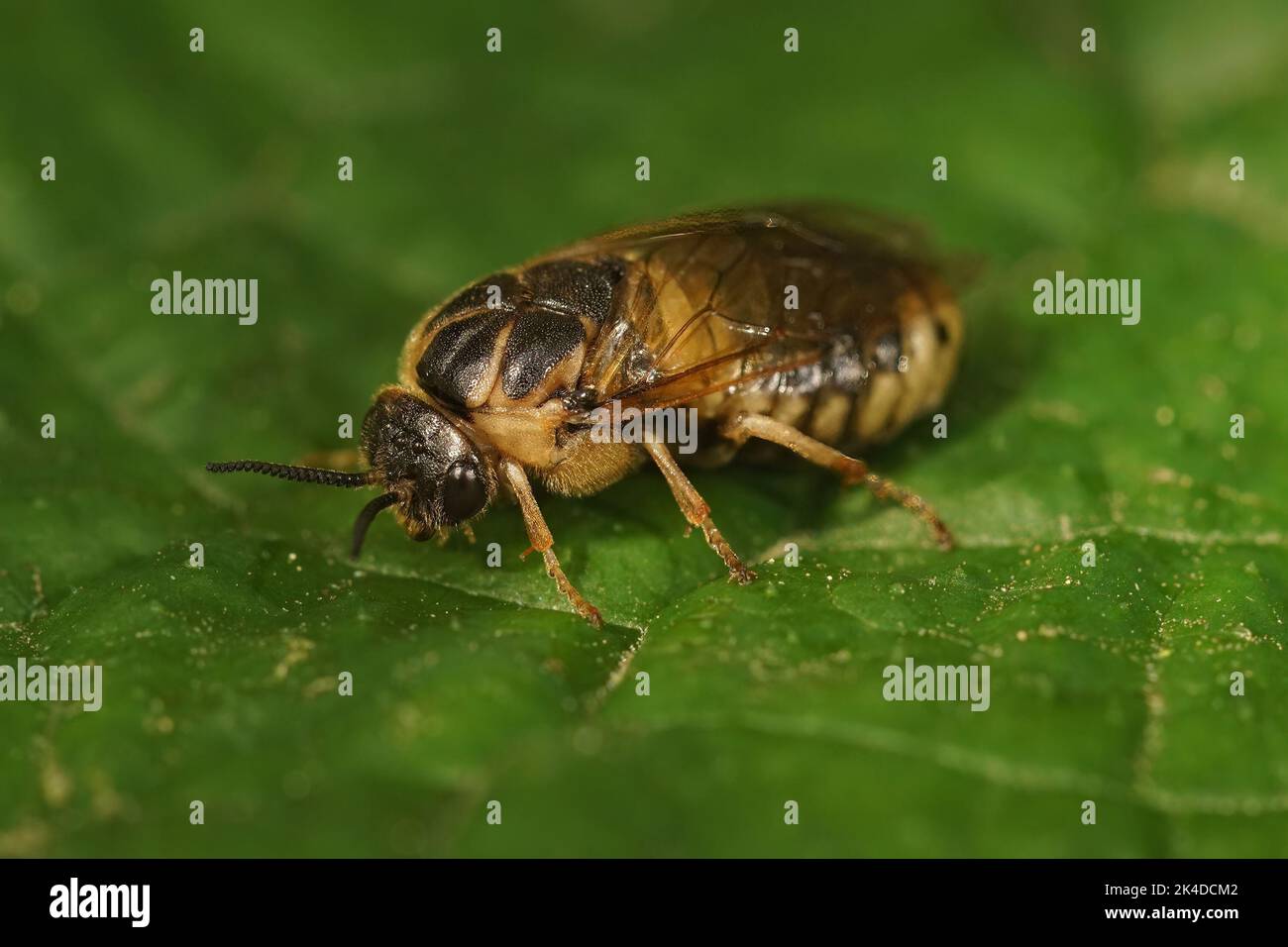 Detailed closeup on an adult plant pest sawfly Gilpinia frutetorum infecting spruce plantations Stock Photo