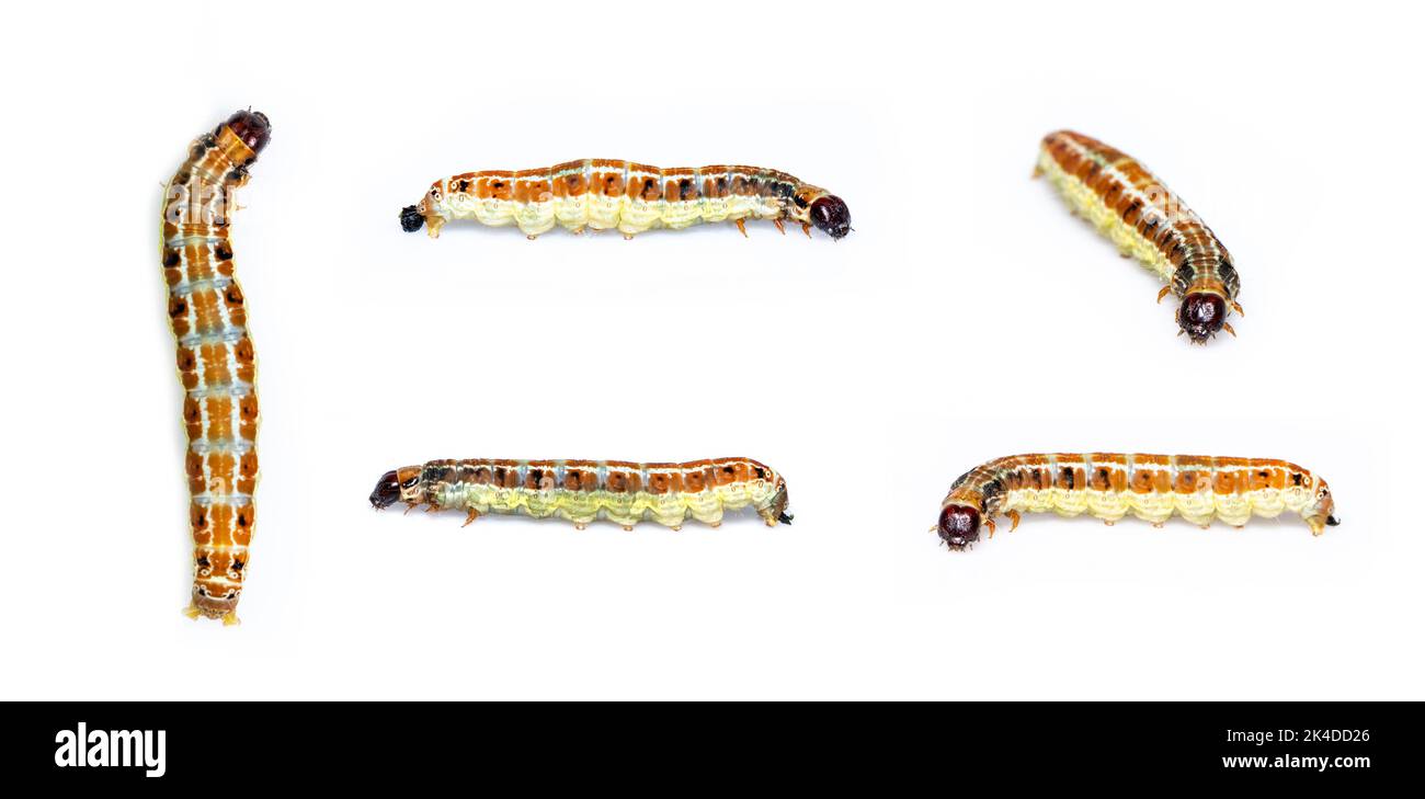 нетрадиционное рисование насекомые. гусеница бабочки кардинал. группа гусениц. гусеница бабочки махаон ядовитая.