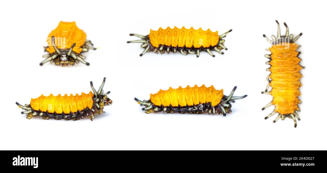 Group of amber caterpillar isolated on white background. Animal. worms. Insect. Stock Photo