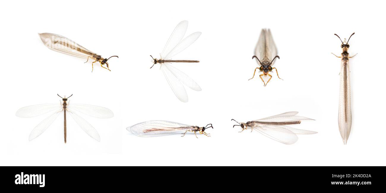 Group of antlions (Distoleon tetragrammicus) isolated on white background. Animal. Insect. Stock Photo
