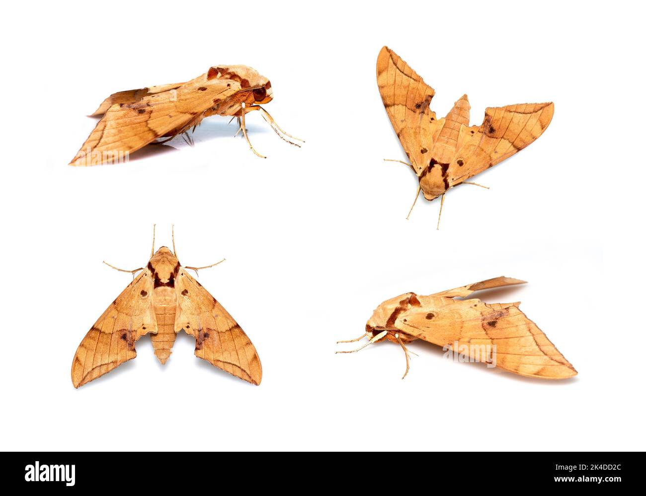 Group of brown moth (Ambulyx Iiturata) isolated on white background. Butterfly. Animal. Insect. Stock Photo
