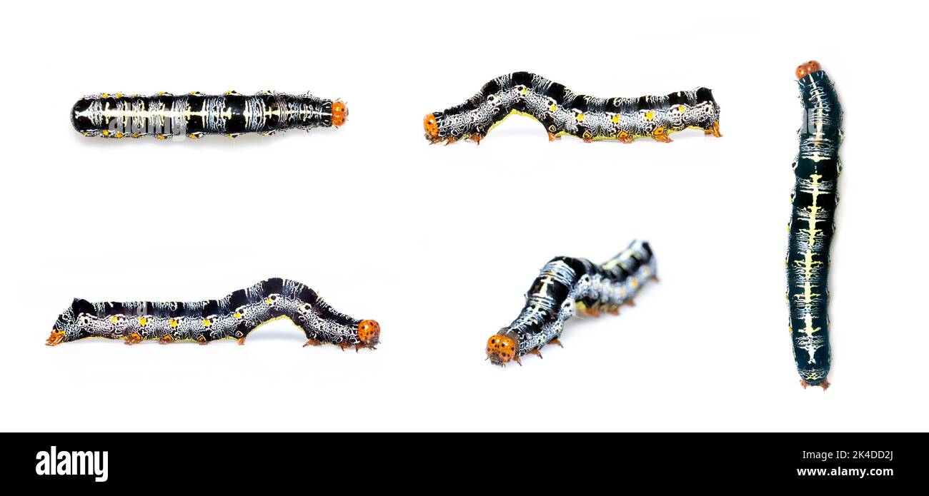 Group of caterpillar of moth isolated on white background. Animal. worm. Insect. Stock Photo