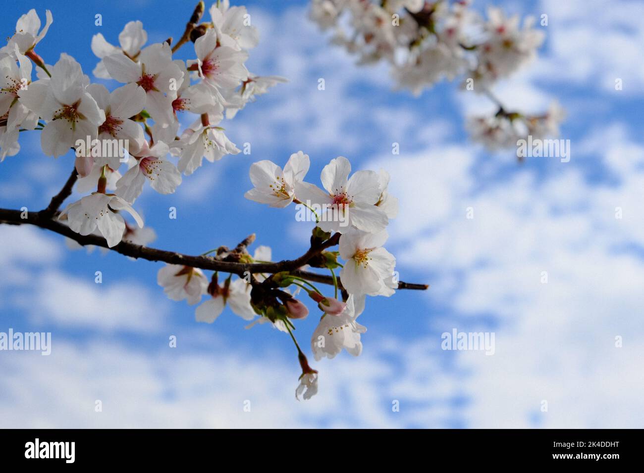A closeup undershot of a blooming cherry branches with blue sky in the ...