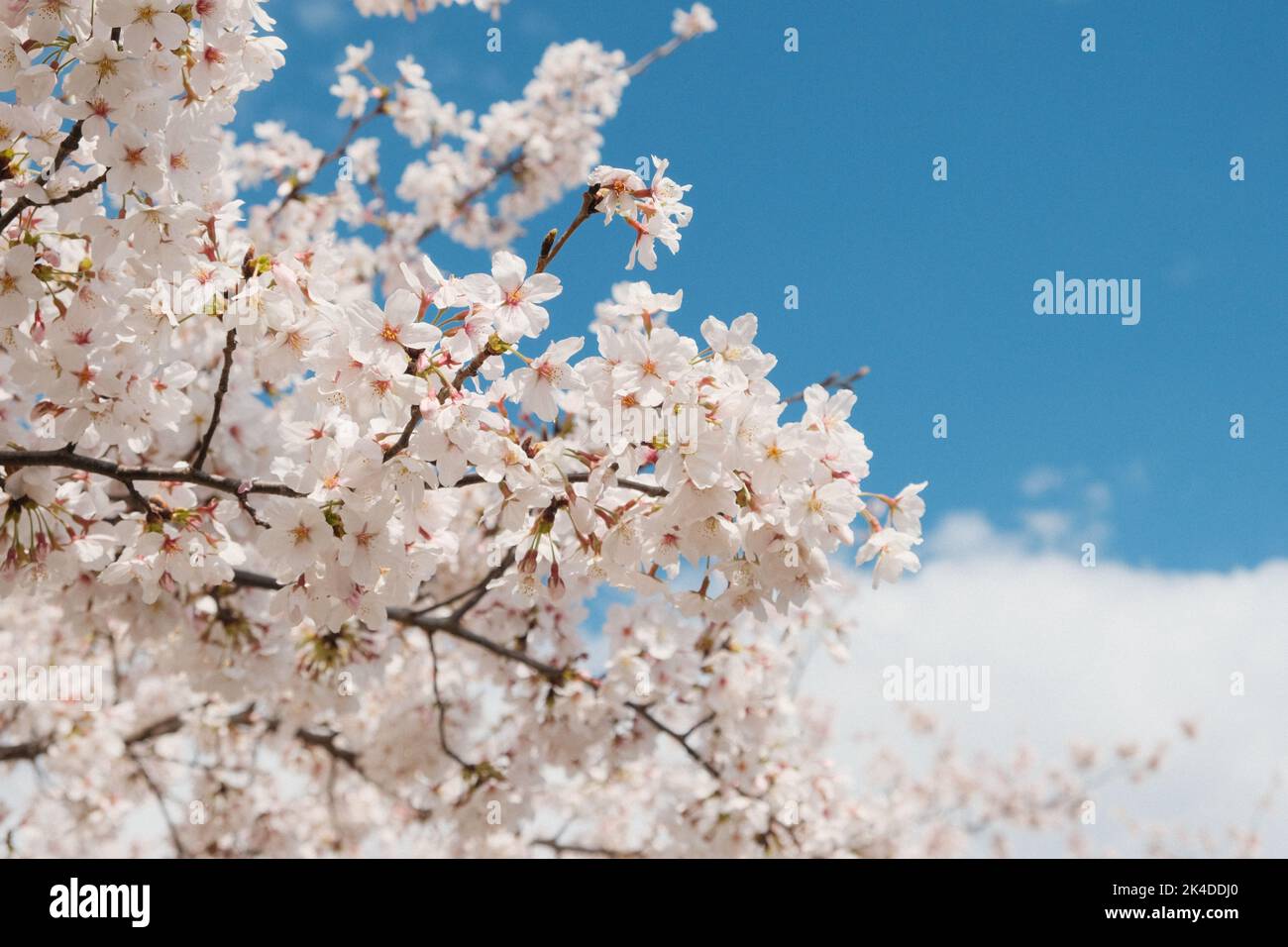 A closeup undershot of a blooming cherry with blue sky in the ...