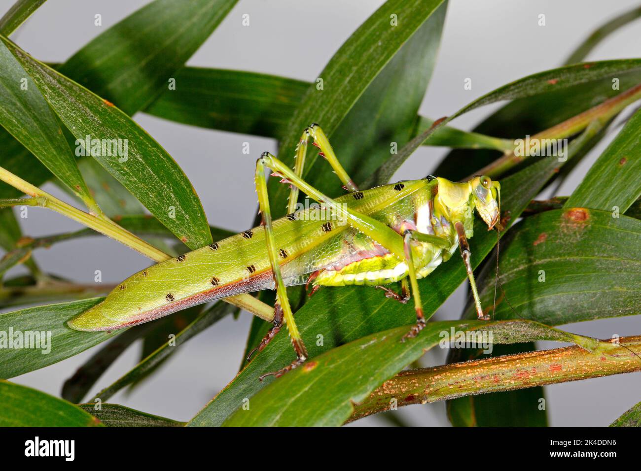 Thirty Two Spotted Katydid, Ephippitytha trigintiduoguttata. Appears to be a male. Coffs Harbour, NSW, Australia Stock Photo