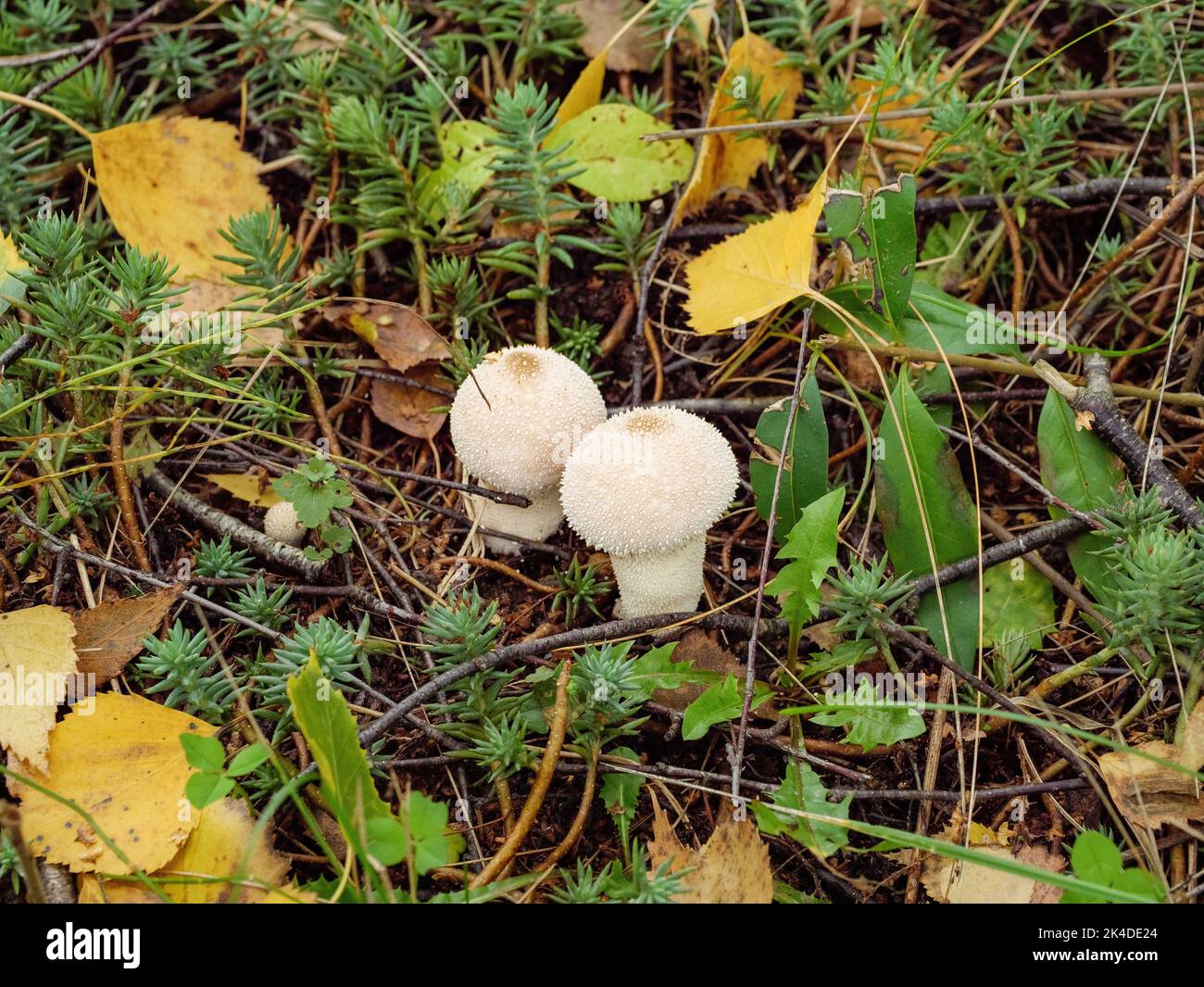 2 white rainforest or raincoat mushrooms in the grass among the leaves Stock Photo