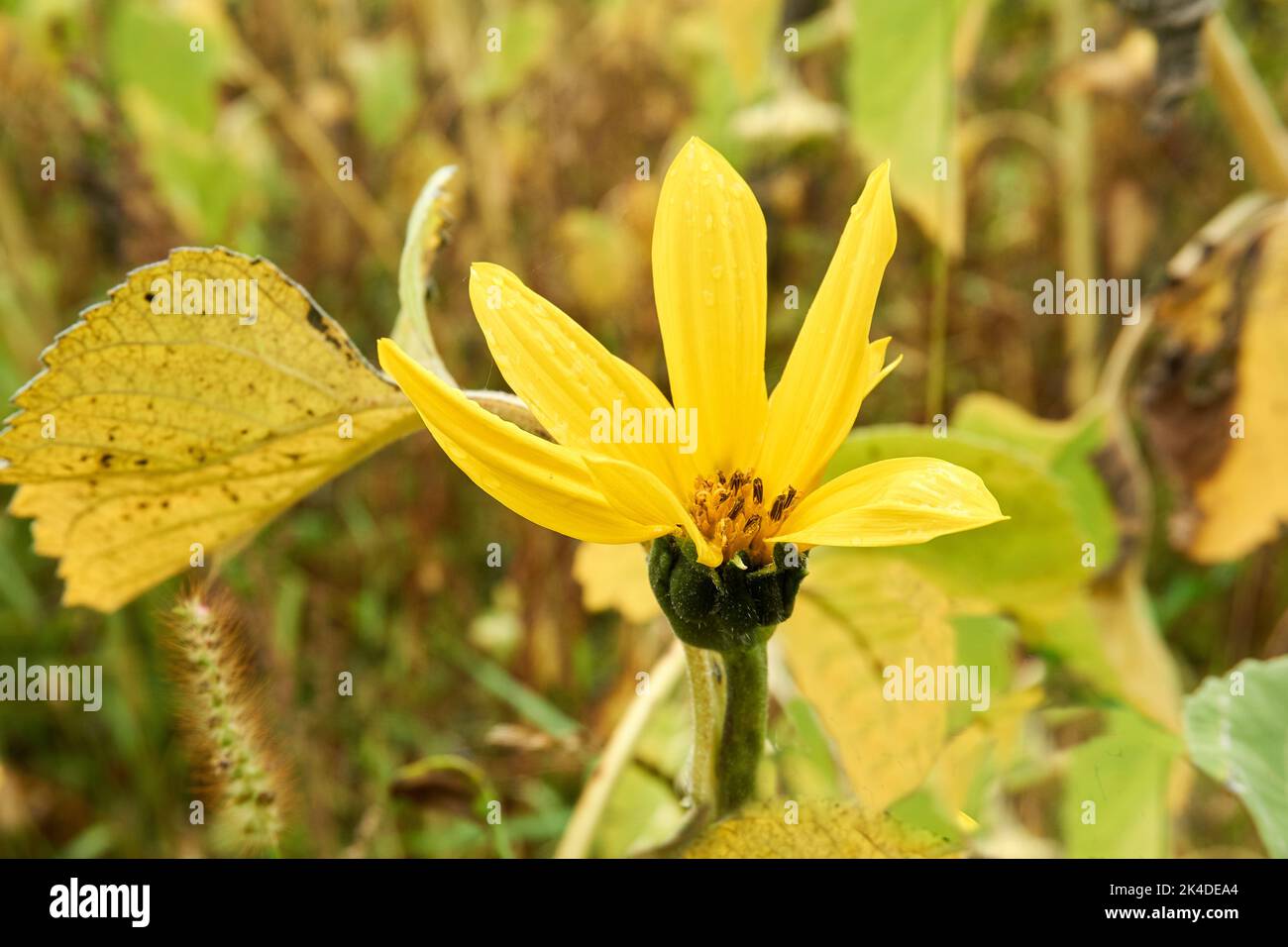 Opening sunflower flower used to make oil in a rural field Stock Photo