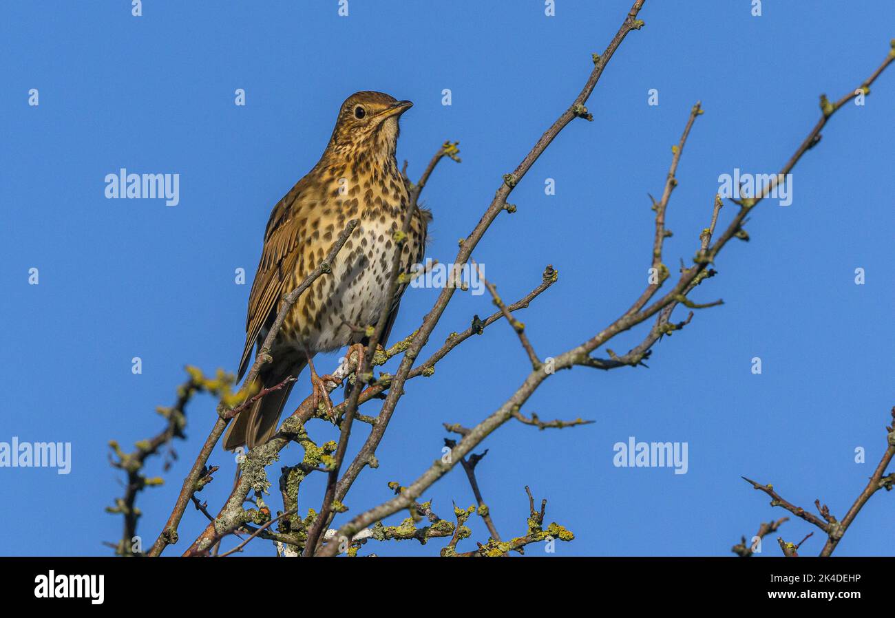 Song Thrush, Turdus philomelos, singing in midwinter from Hawthorn bush. Hampshire. Stock Photo