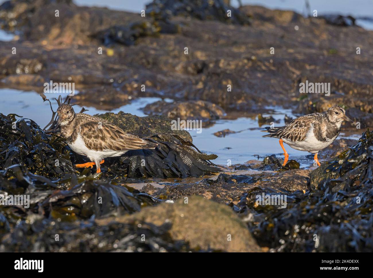 Turnstones, Arenaria interpres, feeding along the shoreline in winter plumage. Stock Photo