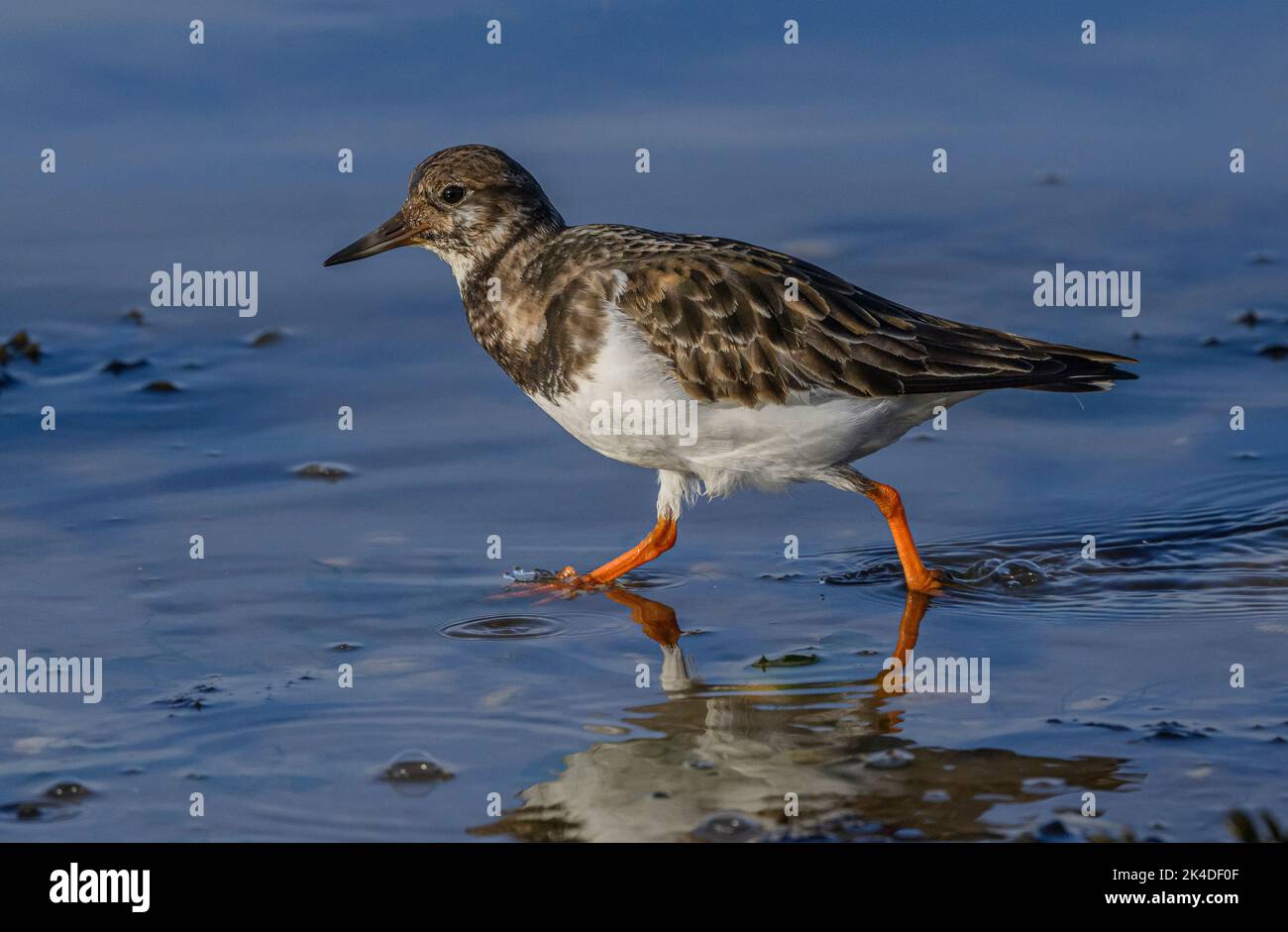 Turnstone, Arenaria interpres, feeding along the shoreline in winter plumage. Stock Photo