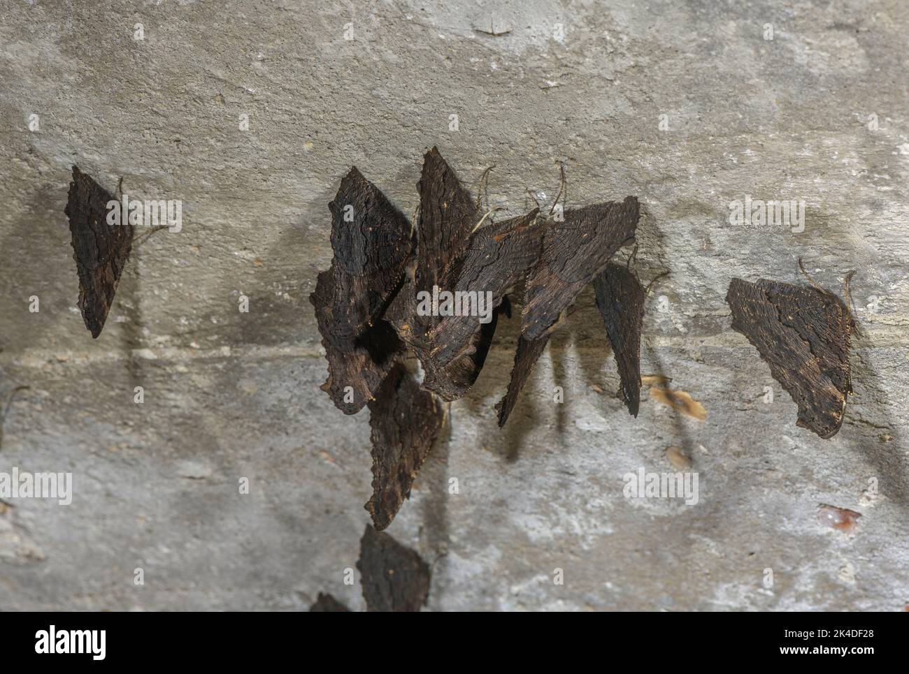 Peacock butterfly hibernation hires stock photography and images Alamy