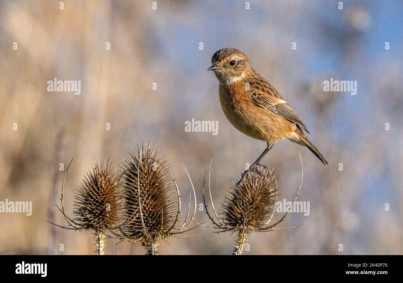 Female Stonechat, Saxicola rubicola, perched on teasel heads in midwinter. Stock Photo