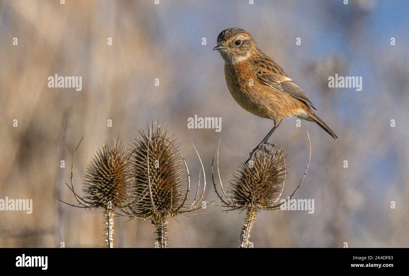 Female Stonechat, Saxicola rubicola, perched on teasel heads in midwinter. Stock Photo