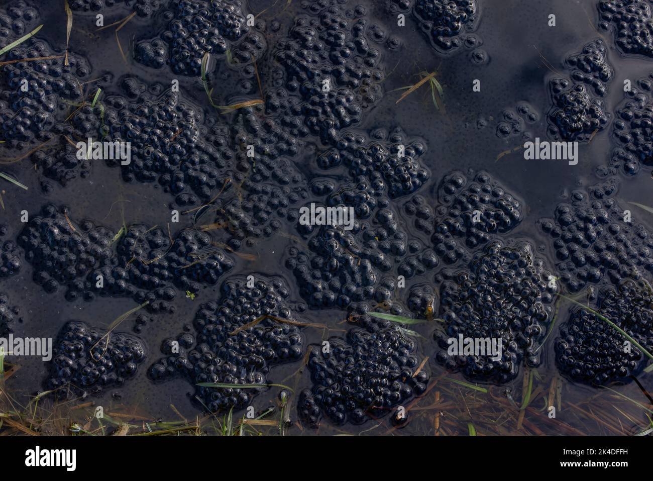 Mass of frog-spawn, Rana temporaria, in breeding pond in early spring ...