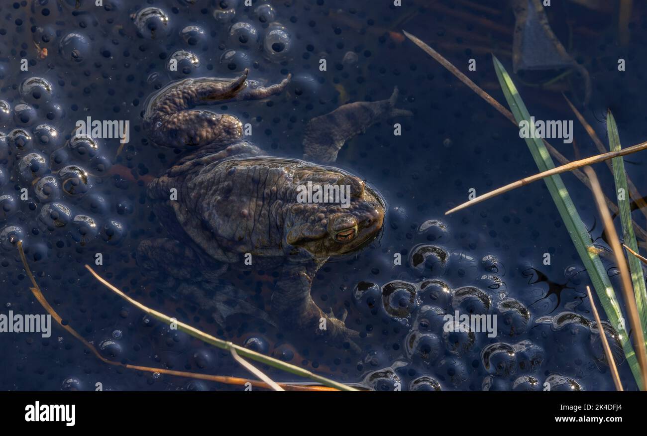 Common toad, Bufo bufo, at breeding pond in early spring, among ...