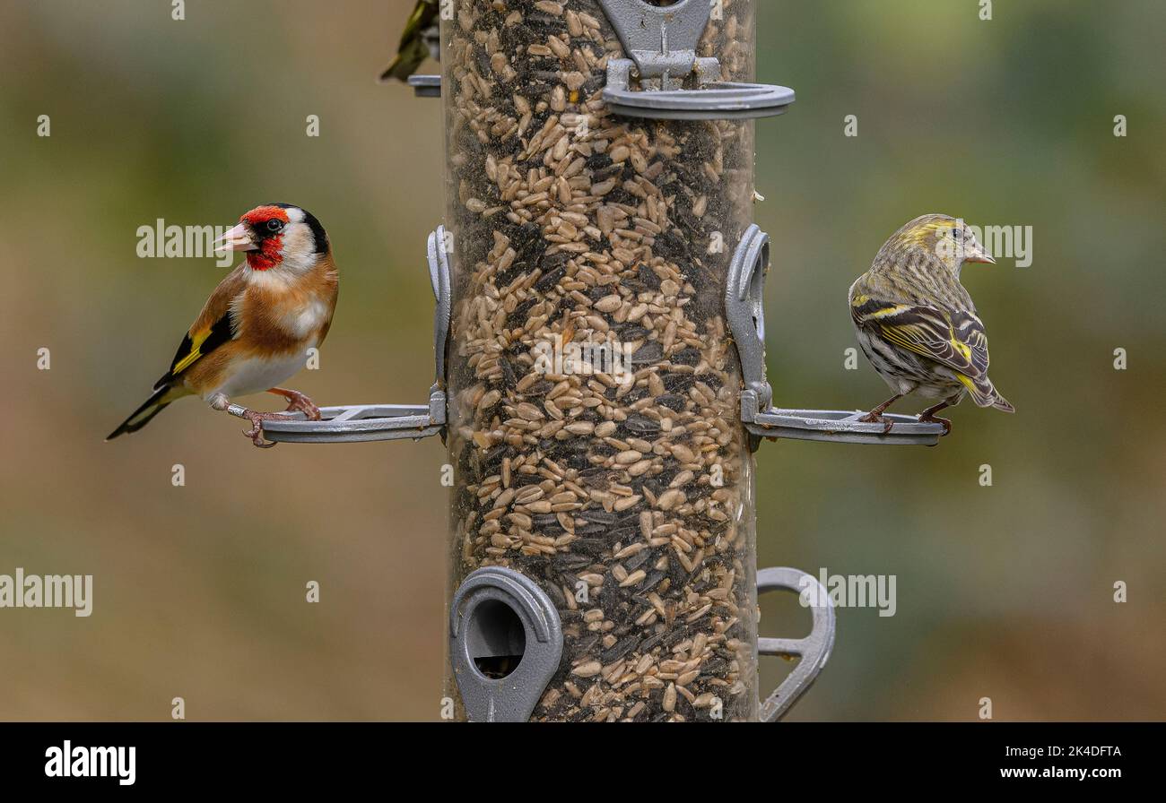 Woodland birdfeeder for finches, with feeding Goldfinches and Siskins