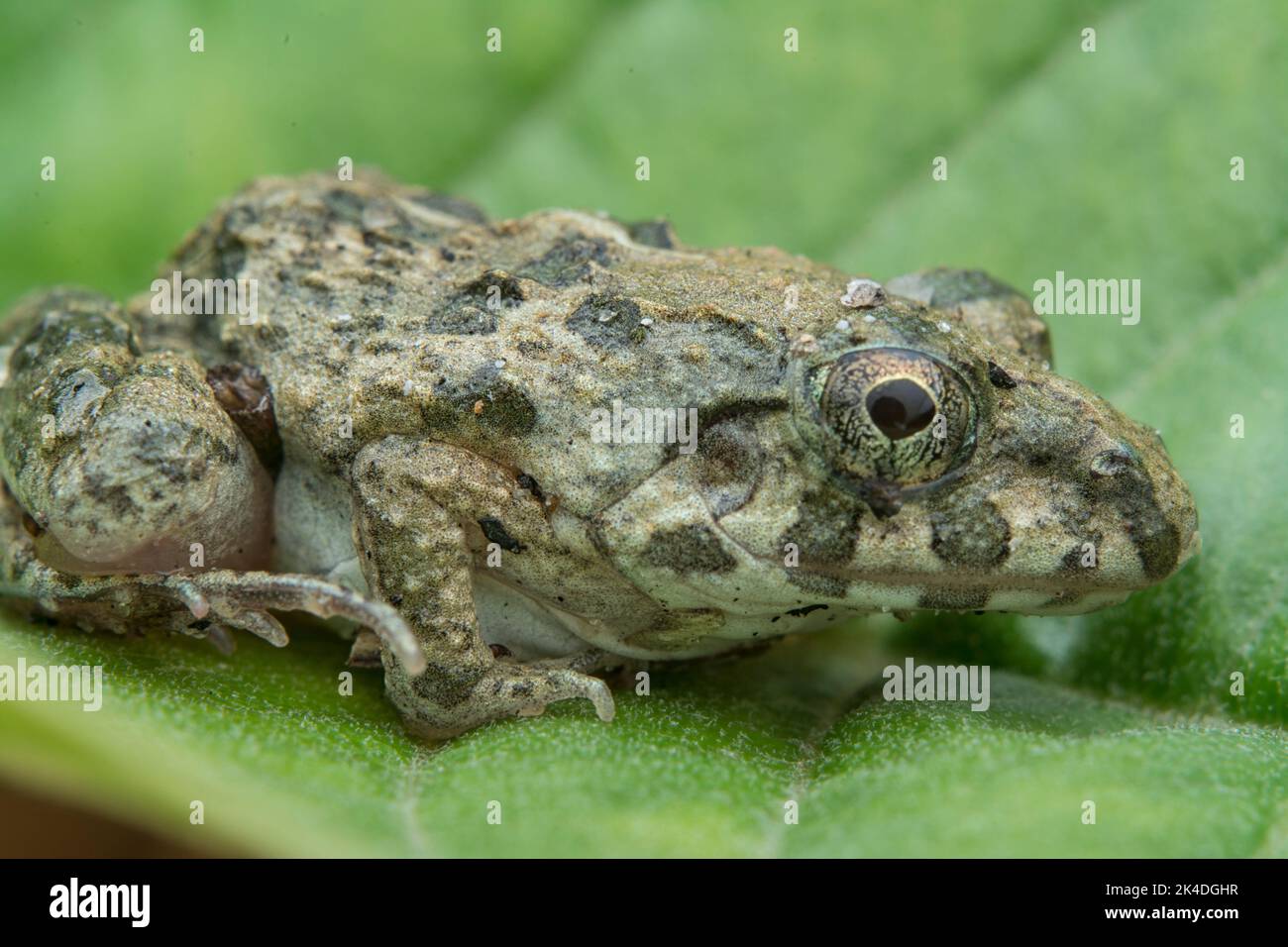 frog reproduction cycle Stock Photo Alamy
