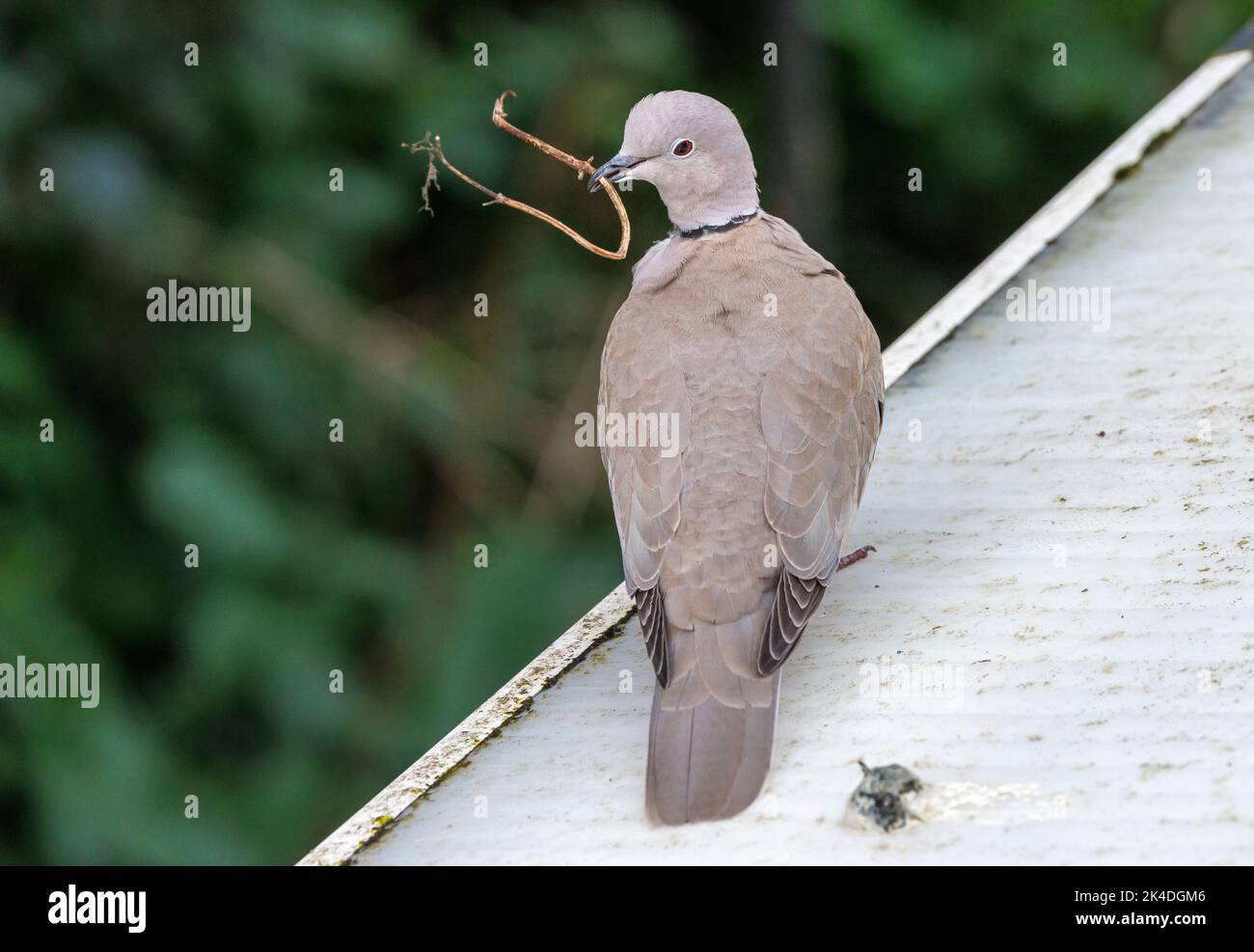 Eurasian collared dove, Streptopelia decaocto, with nesting material, perched on branch close to nest in apple tree. Stock Photo