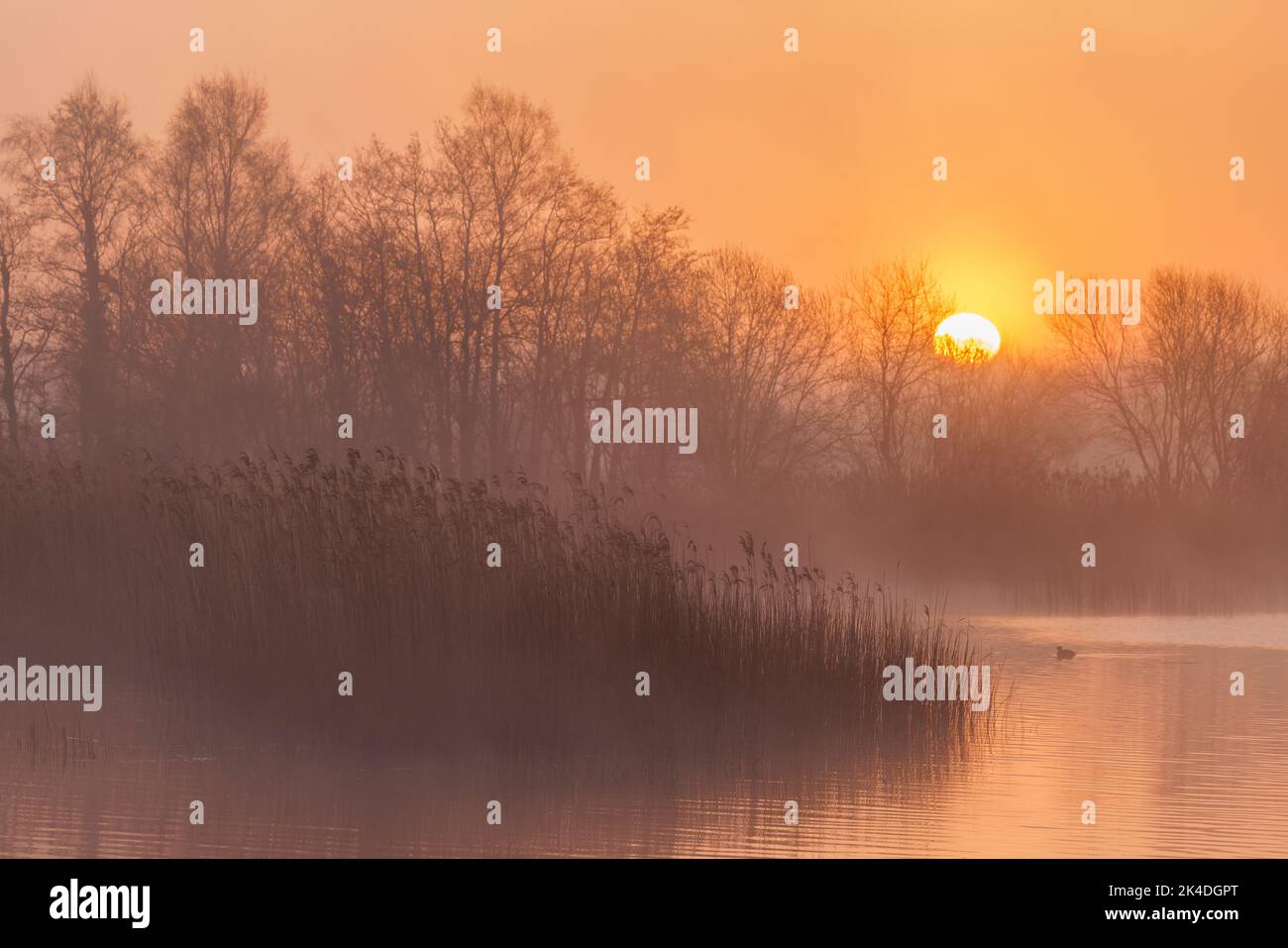 Lake, reed-bed and Alder trees at dawn, at Ham Wall, Somerset Levels. Stock Photo