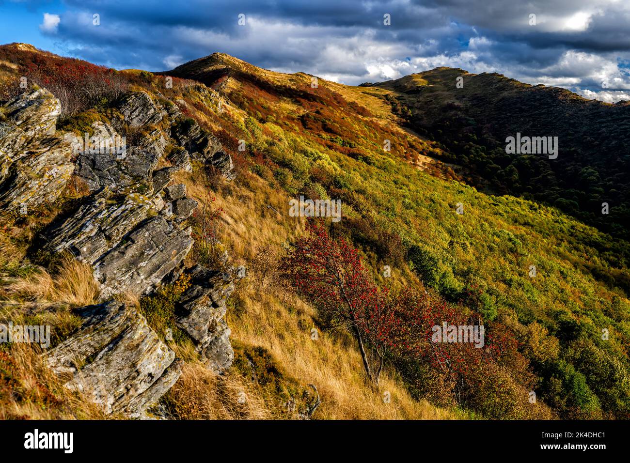 The palette of autumn colors in the mountains. Bukowe Berdo, Bieszczady ...